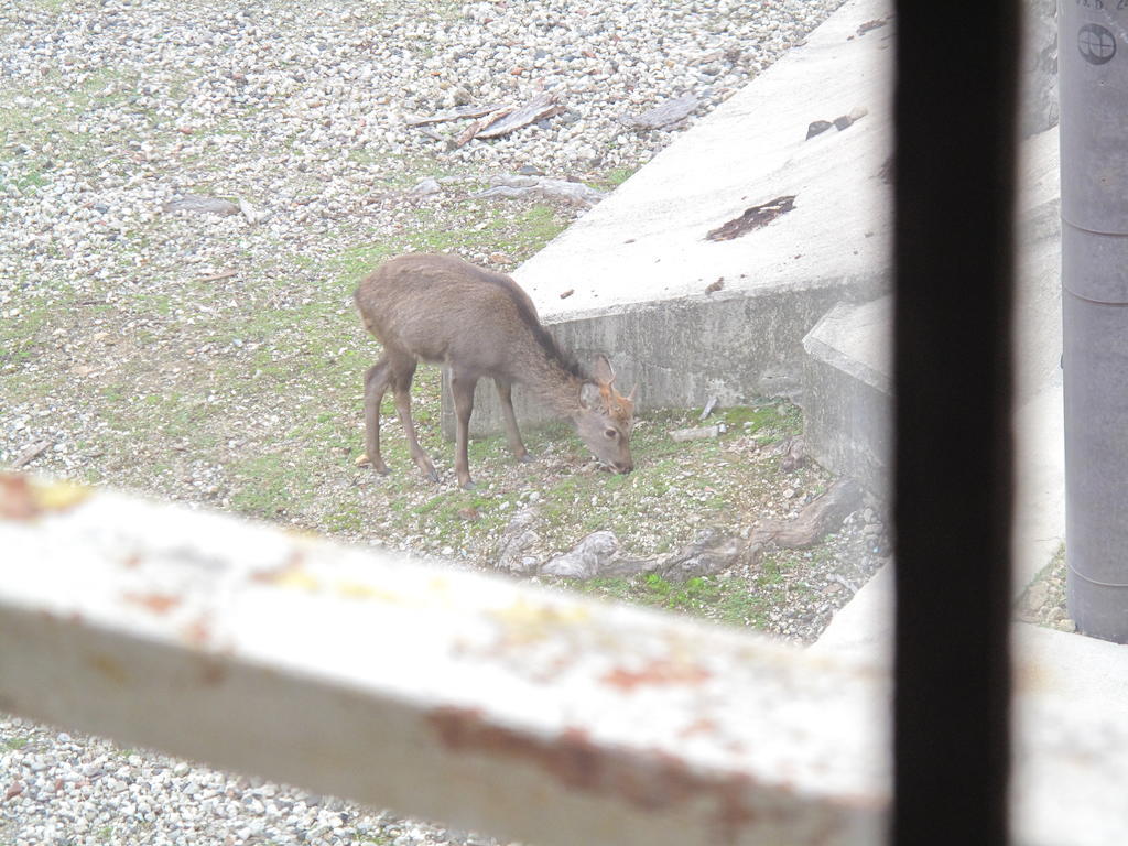 The Deer Park Inn Nara Værelse billede